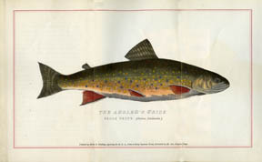 Brook Trout