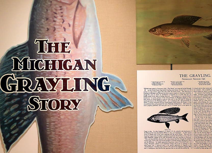 20210723_Support_Angling_006 a poster of 3 fish with the text The Michigan Grayling Story, in the bottom right there is an excerpt of an aging book that features the fish