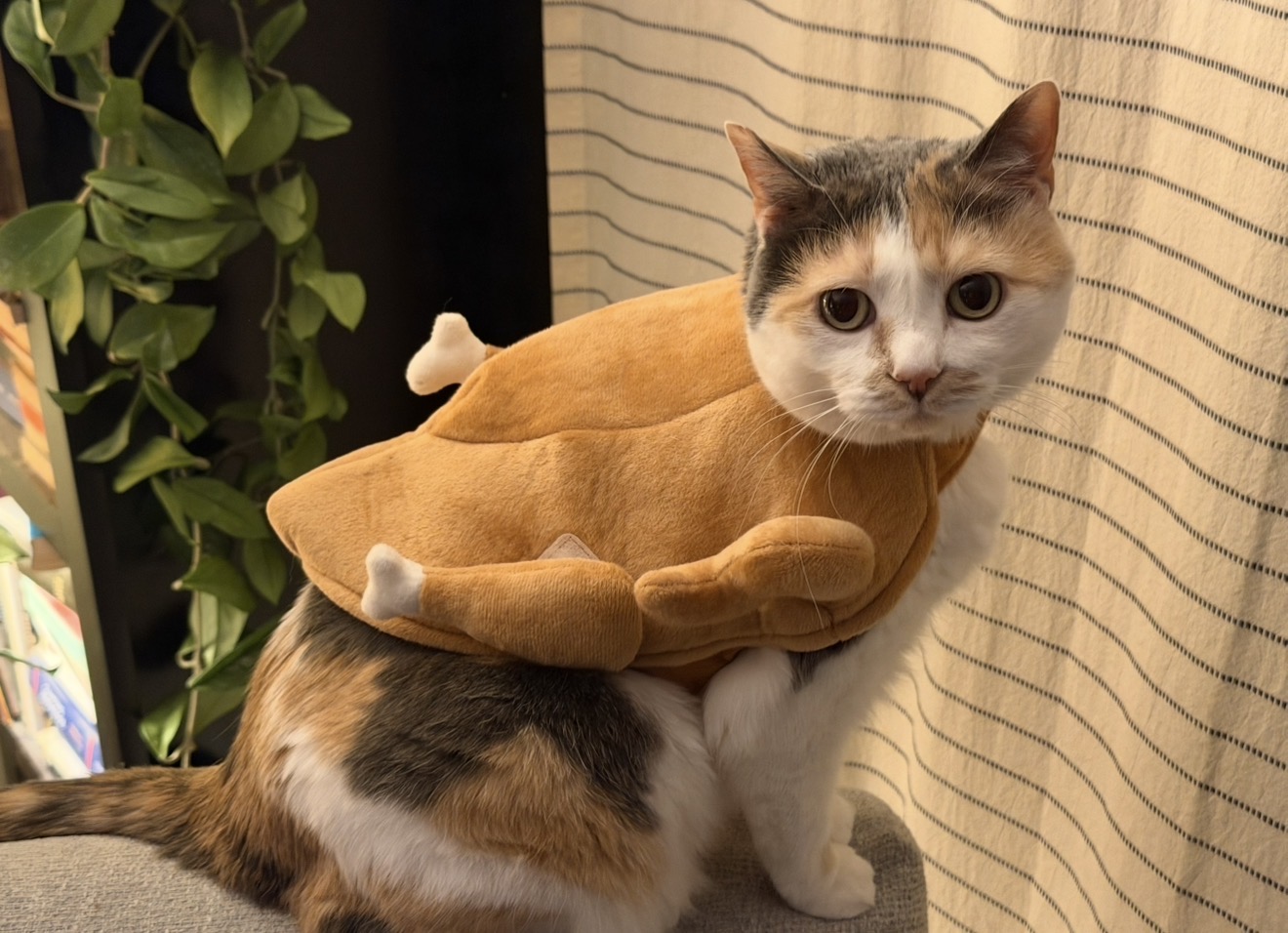 Calico cat wearing a turkey costume