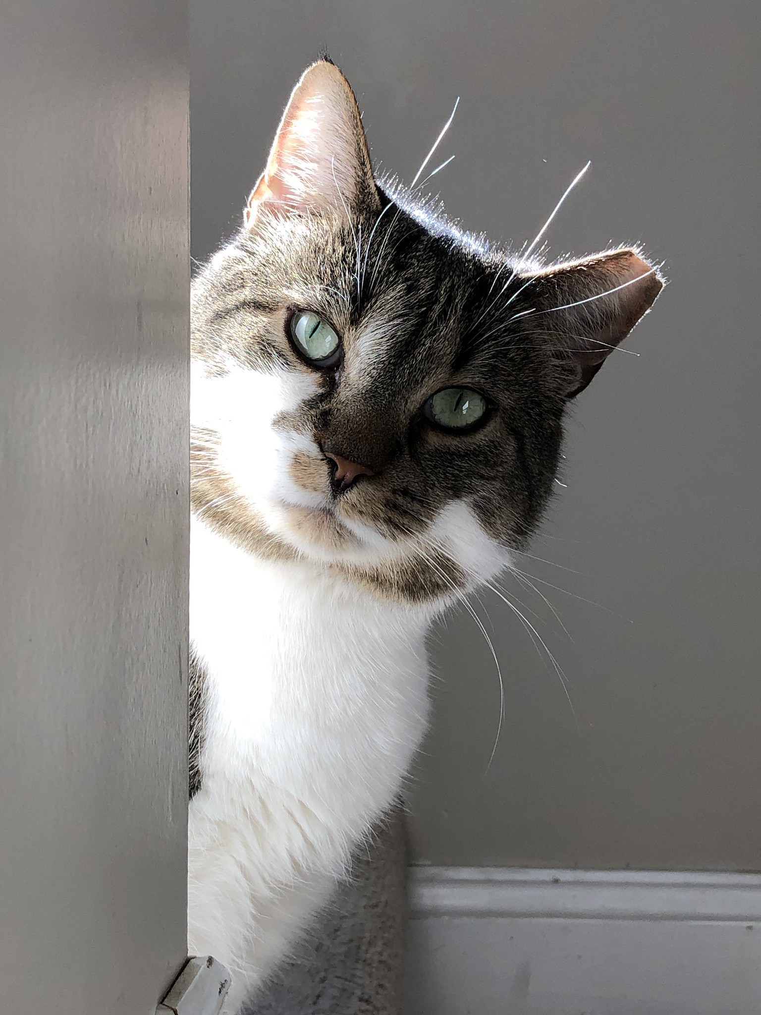 Brown tabby cat with large white chest peeking from around a corner