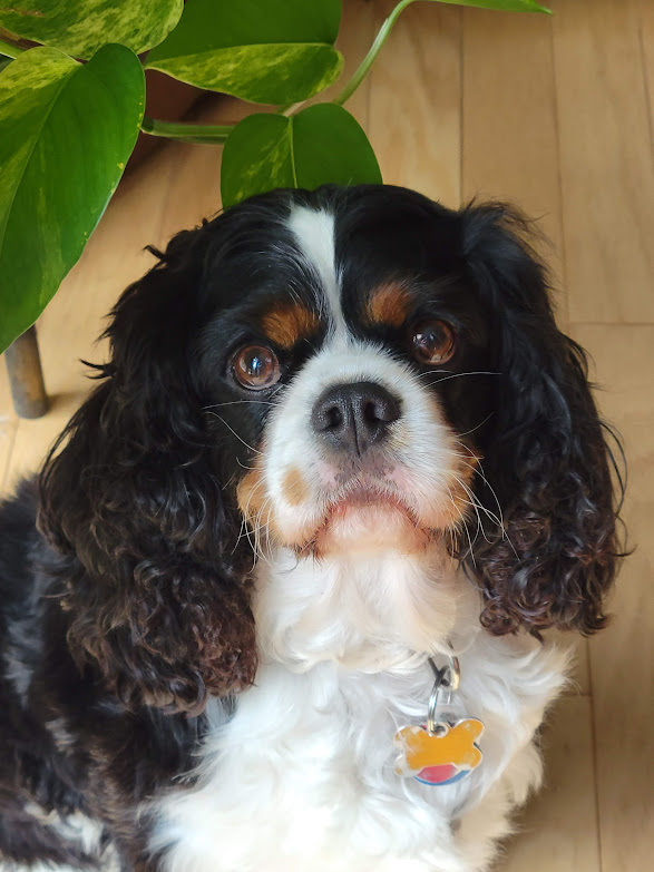 King Charles Spaniel in tri color black, brown, and white.