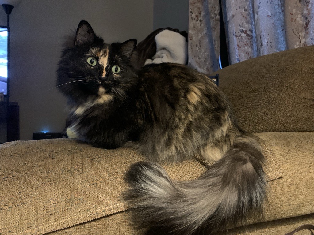 Long hair tortie cat with oranger face and fluffy tail stripe on brown couch.
