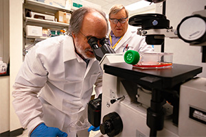 Two male scientists in lab coats focused on a microscope, conducting experiments in a professional laboratory environment.