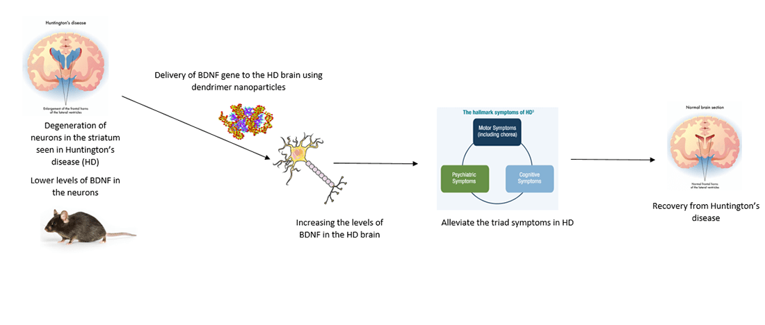 Diagram showing path of Dendrimer based gene delivery