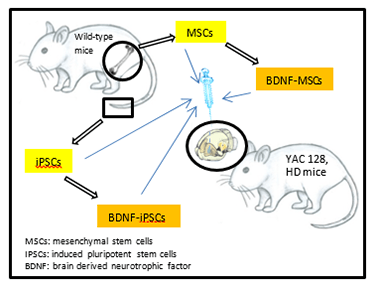 brain derived neurotrophic factor  graphic