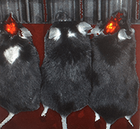 Live nanoparticle detection in vivo after injection into the mouse brain.