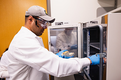 A man in a lab coat, safety goggles, and gloves places petri dishes into a laboratory incubator or storage unit, conducting research in a controlled environment.