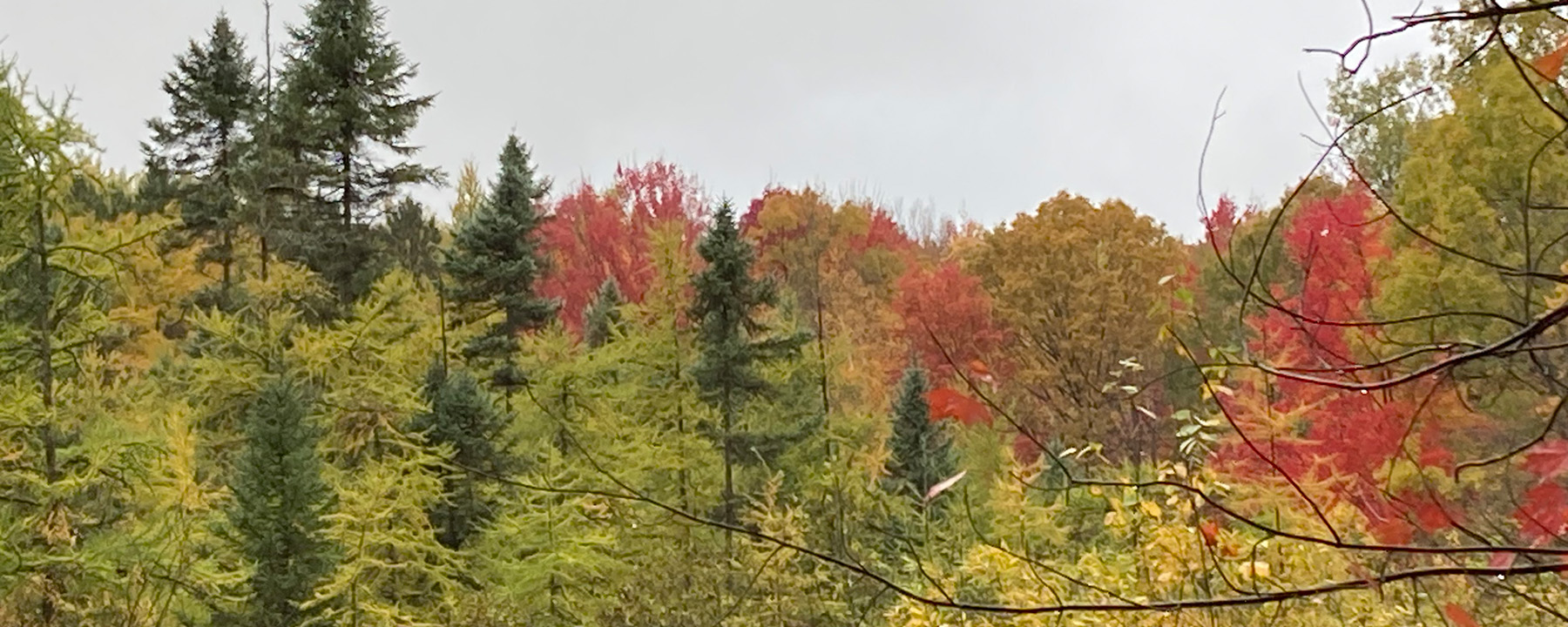 A forest of trees with different colored leaves.