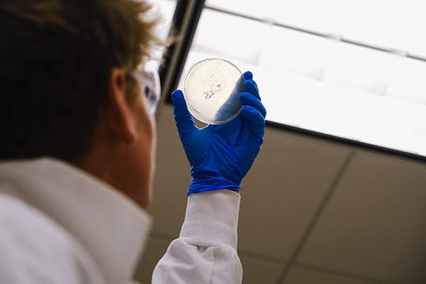 A student in a lab coat, safety glasses, and blue rubber gloves examining a petri dish in the light.