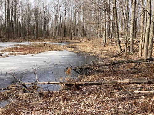 Partially frozen wetland in a leafless forest during late winter or early spring, with fallen branches and logs scattered along the icy water’s edge.