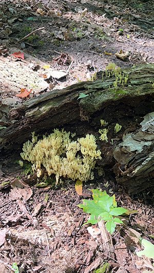 Yellow fungus growing on a decaying log in a forest, surrounded by leaves, moss, and small plants.