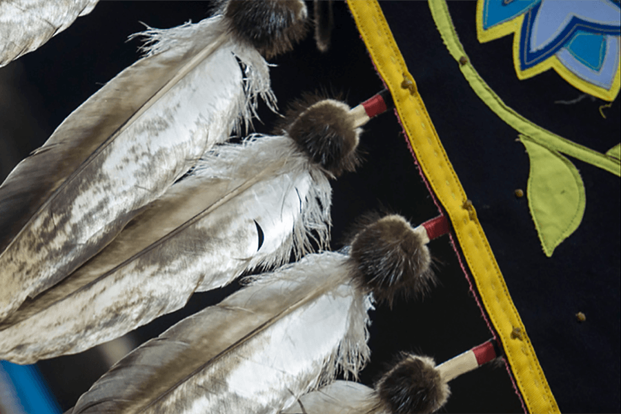 Close-up of feathers