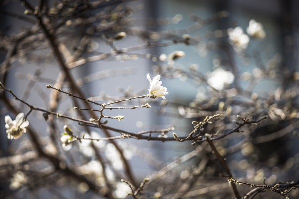 A close-up picture of white flowers on branches that have no leaves.