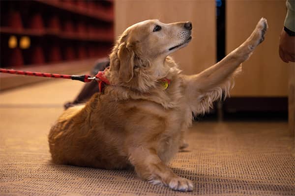 Golden Retriever Therapy Dog, holding up her front paw .